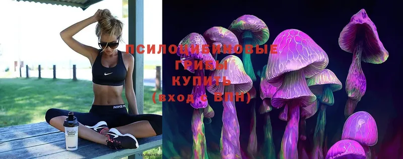 Псилоцибиновые грибы Psilocybe  Старая Купавна 